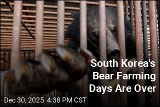 South Korea Will Stop Bear Farming