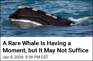 A Rare Whale Is Having a Moment, but It May Not Suffice
