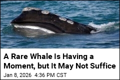 A Rare Whale Is Having a Moment, but It May Not Suffice