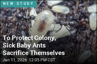 To Protect Colony, Sick Baby Ants Emit 'Kill Me' Scent