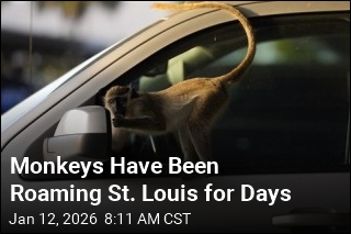 Monkeys Have Been Roaming St. Louis for Days