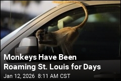 Monkeys Have Been Roaming St. Louis for Days