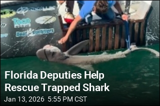 Florida Deputies Help Rescue Trapped Shark