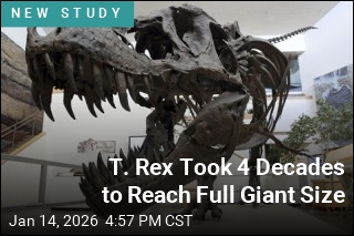 T. Rex Took 4 Decades to Reach Full Giant Size