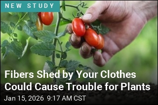 Microplastics in Soil May Stall Plant Growth