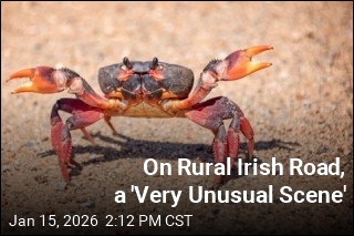 On Rural Irish Road, a 'Very Unusual Scene'
