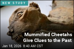 Saudi Caves Yield Mummified Cheetahs
