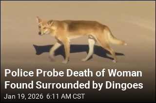 Pack of Dingoes Suspected in Backpacker's Death