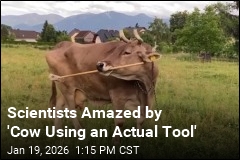 Scientist Document First-Ever Cow Tools Case