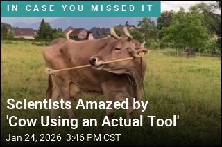 Scientist Document First-Ever Cow Tools Case