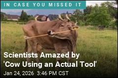 Scientist Document First-Ever Cow Tools Case
