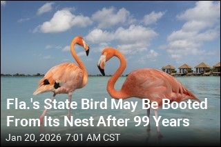 Fla.'s State Bird May Be Booted From Its Nest After 99 Years