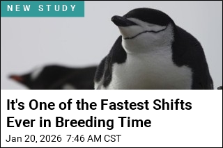 Scientists Fear for Antarctic Penguins Over Breeding Shifts