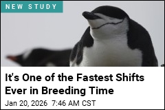 Scientists Fear for Antarctic Penguins Over Breeding Shifts