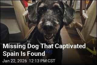 Missing Dog That Captivated Spain Is Found