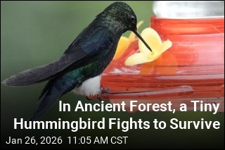 Ancient Forest in Ecuador Is a Tiny Hummingbird's Last Stand