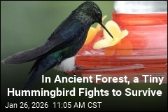 Ancient Forest in Ecuador Is a Tiny Hummingbird's Last Stand