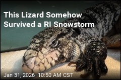 Rhode Island Local Rescues 'Lizard in a Blizzard'