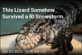 Rhode Island Local Rescues 'Lizard in a Blizzard'
