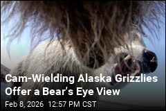 Cam-Wielding Alaska Grizzlies Offer a Bear's Eye View