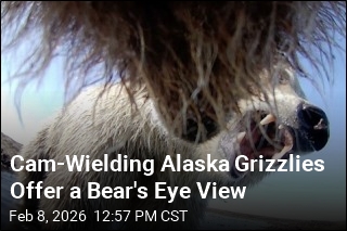 Cam-Wielding Alaska Grizzlies Offer a Bear's Eye View