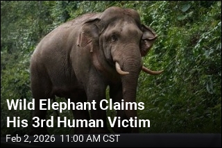 Wild Elephant Claims His 3rd Human Victim