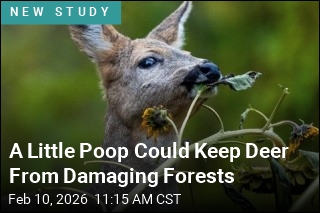 A Little Poop Could Keep Deer From Damaging Forests