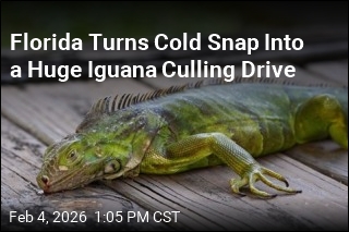 Florida Turns Cold Snap Into a Huge Iguana Culling Drive