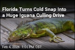 Florida Turns Cold Snap Into a Huge Iguana Culling Drive