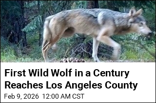 First Wild Wolf in a Century Reaches Los Angeles County