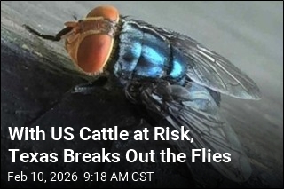 To Combat Flesh-Eating Pest, Texas Readies the Flies