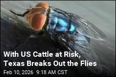 To Combat Flesh-Eating Pest, Texas Readies the Flies