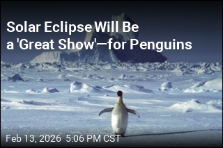 'Ring of Fire' Eclipse Will Mostly Be Seen by Penguins