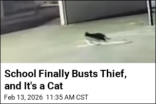 After a Year of Thefts, a Literal Cat Burglar Gets Busted