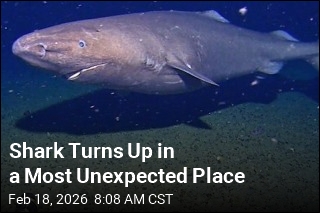 Shark Turns Up in a Most Unexpected Place