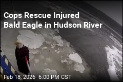 NYPD Rescues Injured Bald Eagle Stranded on Ice