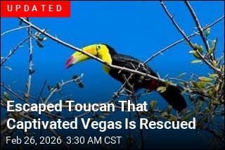 Rescue Group Scrambles to Catch Las Vegas Toucan