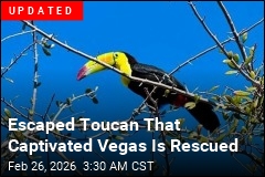 Rescue Group Scrambles to Catch Las Vegas Toucan