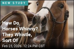 How Do Horses Whinny? They Whistle, Sort Of