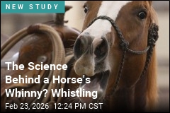 How Do Horses Whinny? They Whistle, Sort Of