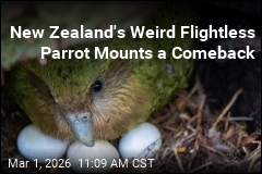 New Zealand's Weird Flightless Parrot Mounts a Comeback