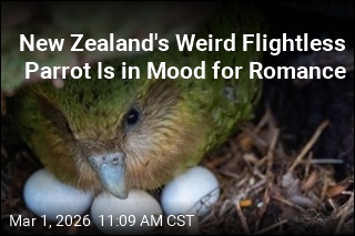 New Zealand's Weird Flightless Parrot Mounts a Comeback