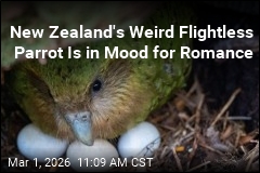 New Zealand's Weird Flightless Parrot Mounts a Comeback