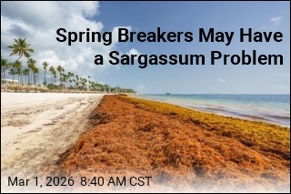 Spring Break This Year May Be Very Seaweedy