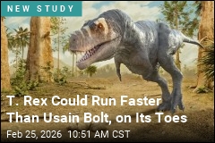 T. Rex Likely Ran on Tiptoes Like a Giant Bird