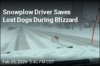 Snowplow Driver Saves Lost Dogs During Blizzard