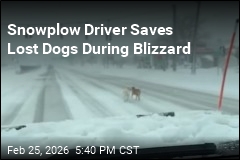 Snowplow Driver Saves Lost Dogs During Blizzard