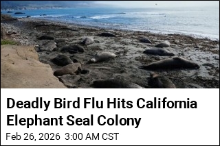 Deadly Bird Flu Hits California Elephant Seal Colony
