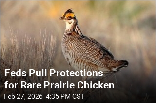 Feds End Protections for Rare Dancing Prairie Bird