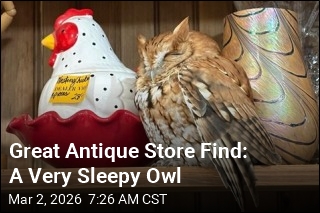 Great Antique Store Find: A Very Sleepy Owl